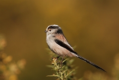David Plant Photography - Wildlife Photography - Long-tailed tit - E